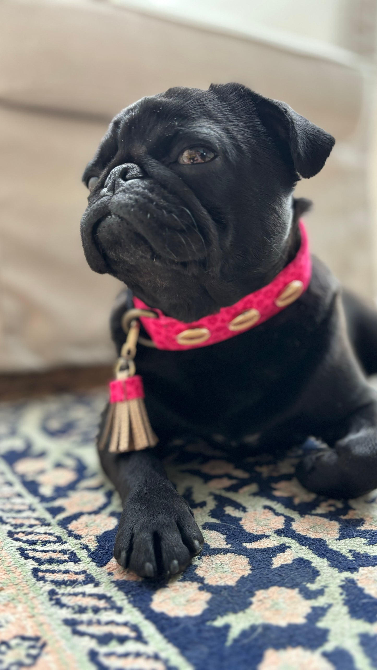 Mops Lotti trägt das pinke Halsband.