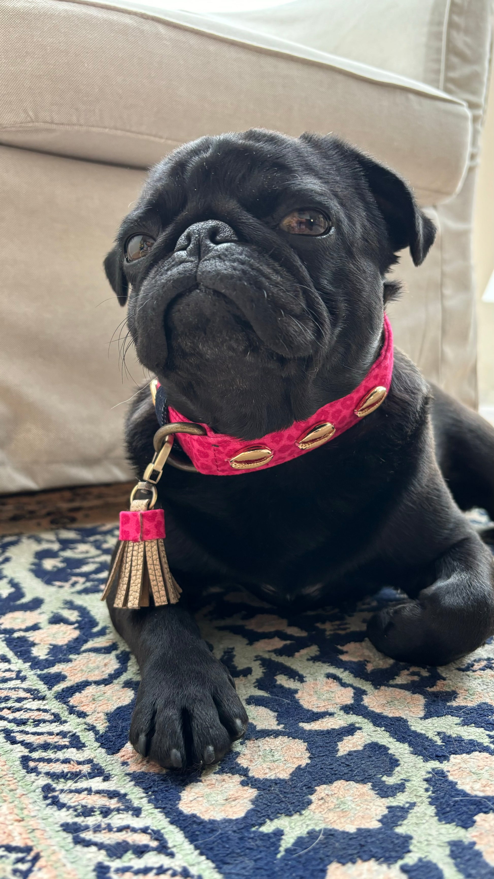 Mops Lotti trägt das pinke Halsband und guckt frech in die Kamera.