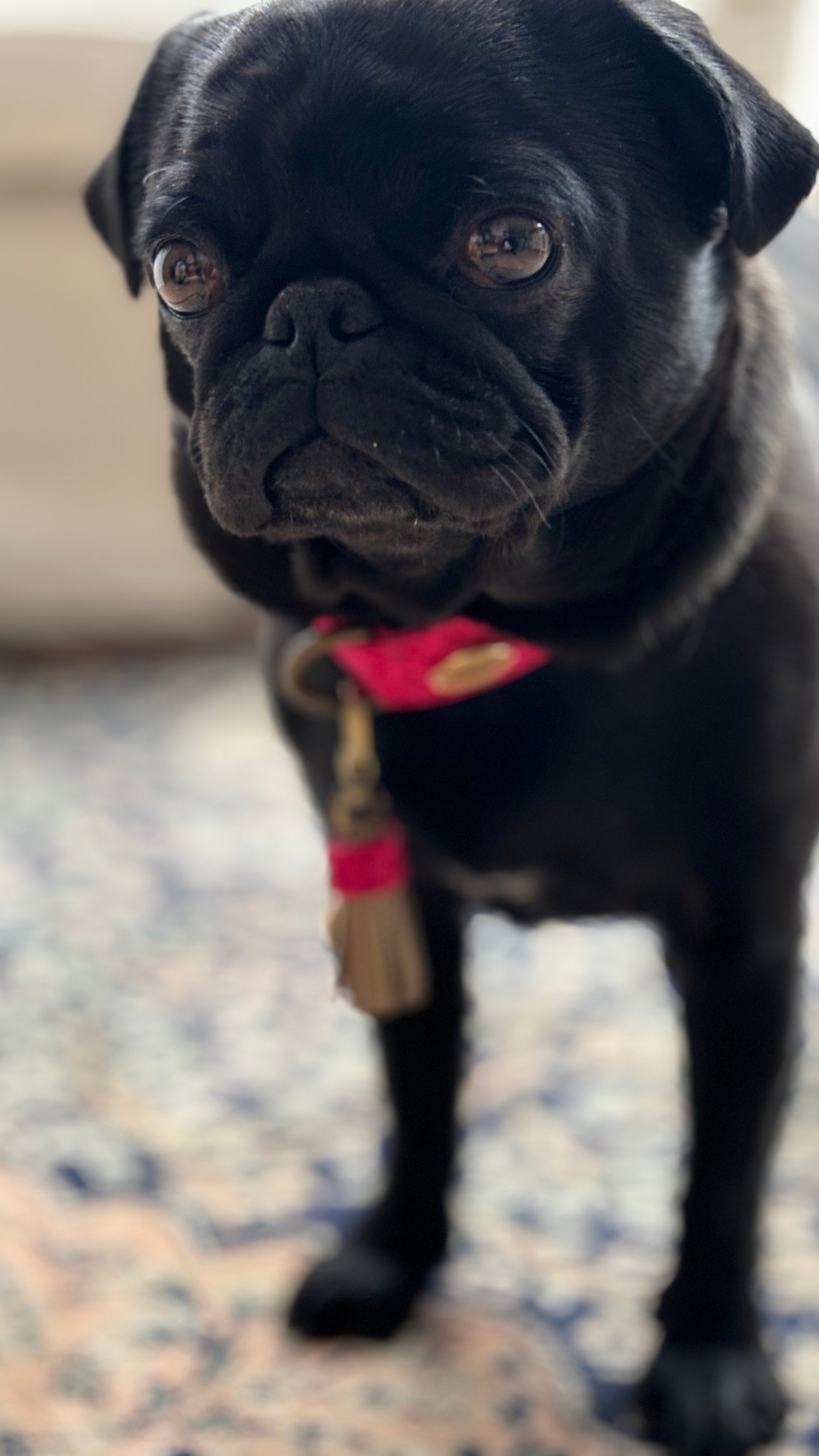 Mops Lotti trägt das pinke Halsband.