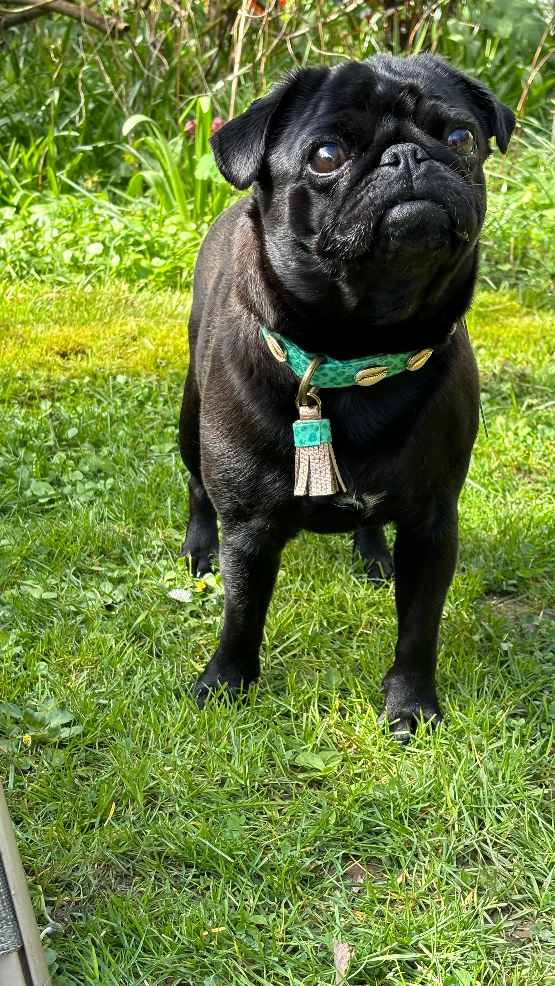 Mops Lotti trägt das grüne Halsband mit goldenen Muscheln und Troddel.