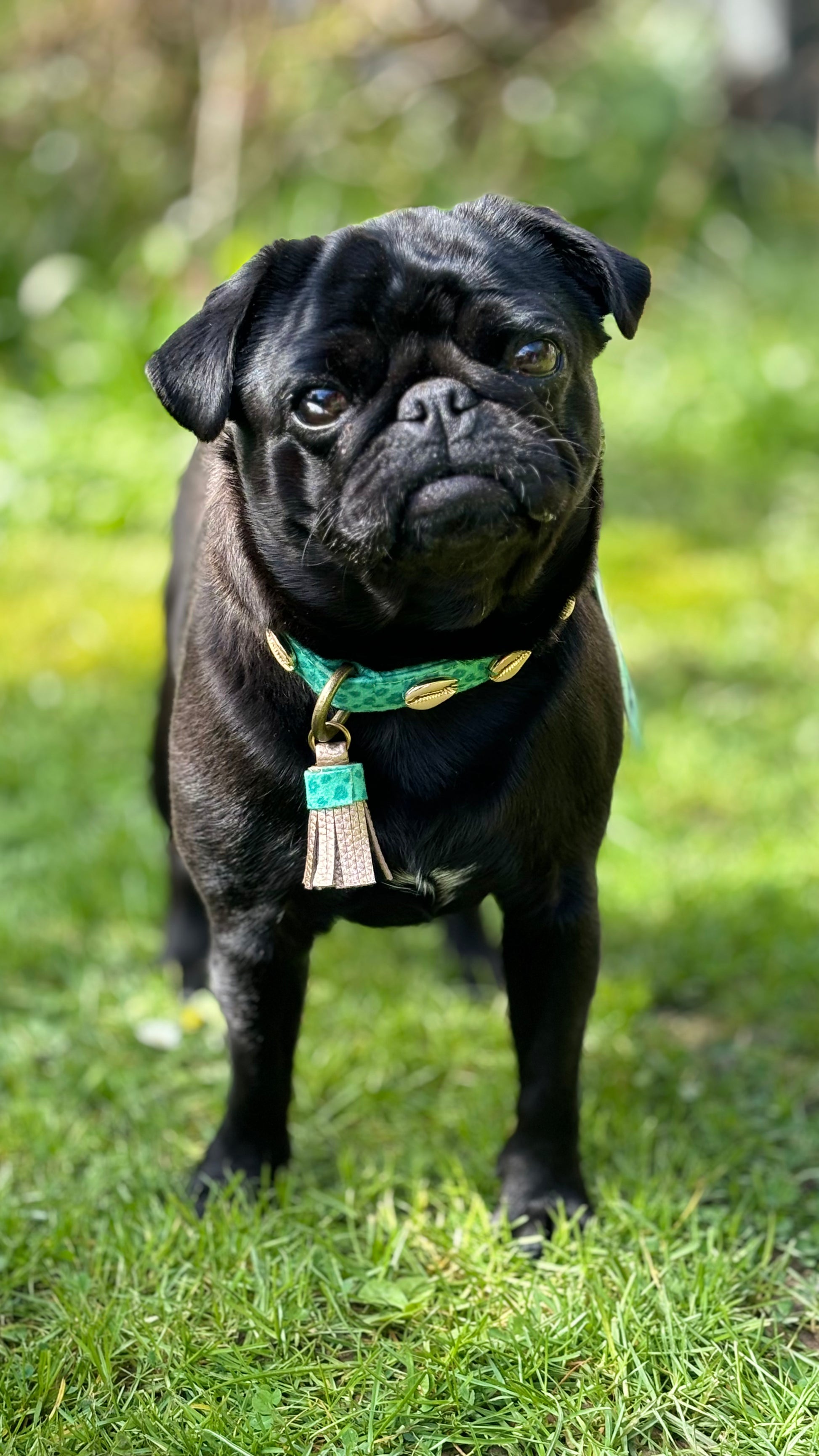 Mops Lotti mit Halsband.