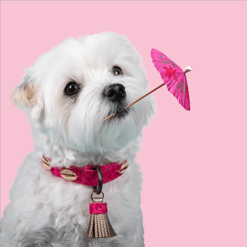 Kleiner Hund trägt pinkes Halsband mit Troddel und goldenen Muscheln und hält einen kleinen Cocktailschirm in der Schnauze.